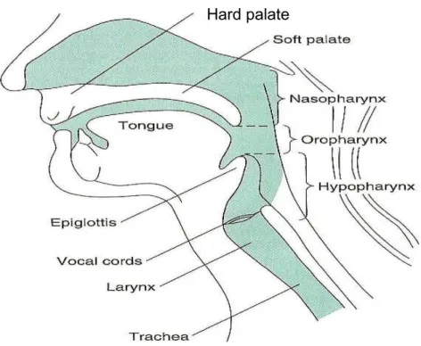 Şekil 1: Üst hava yollarının anatomisi
