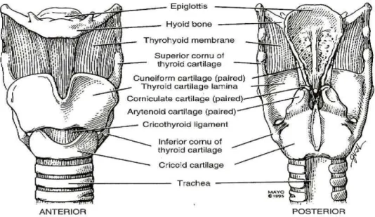 Şekil 2: Larinks anatomisi 