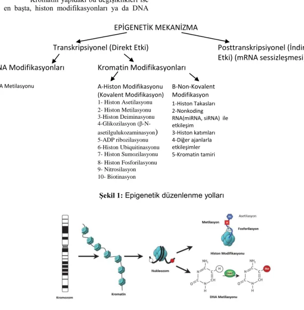Şekil 1: Epigenetik düzenlenme yolları 