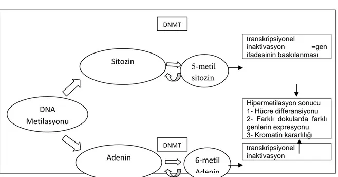 Şekil 4: DNA metilasyonu ve etkileri. (DNMT: DNA-metiltransferaz)  Epigenetik Hastalıklar ve Kanser 