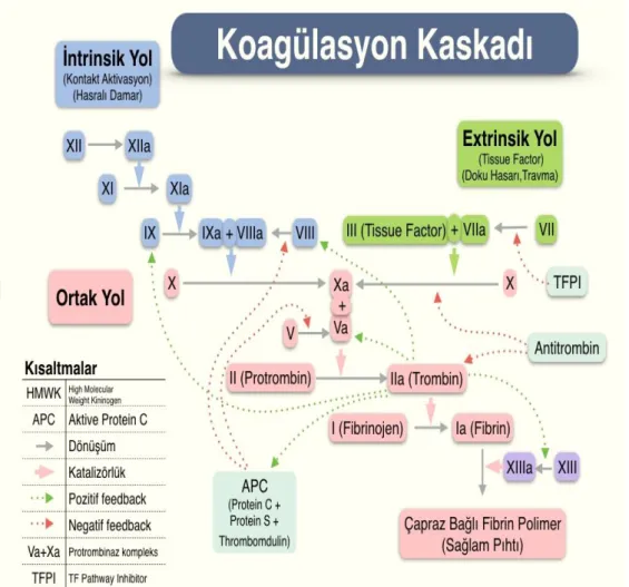 Şekil 4- Koagülasyon kaskadı [27] 