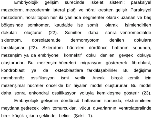 Şekil 1: 4 haftalık embriyo
