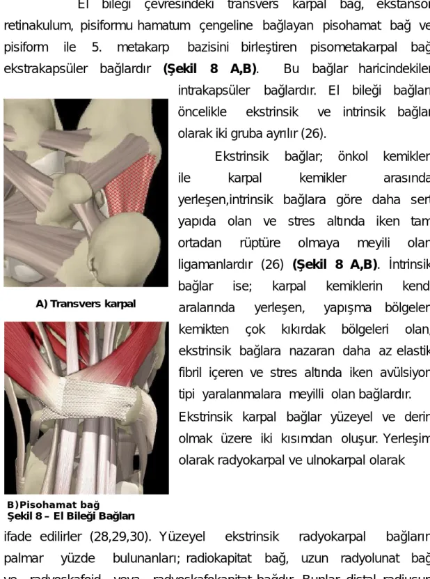 Şekil 8 – El Bileği Bağları