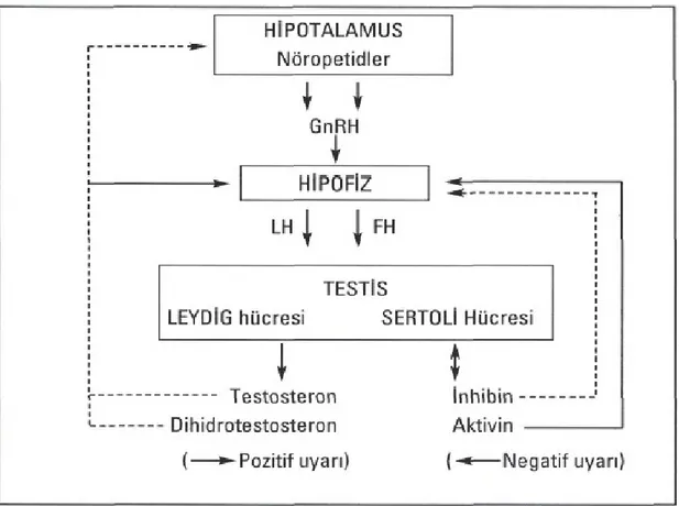 Şekil 1. Hipotalamus-hipofiz-testis aksı