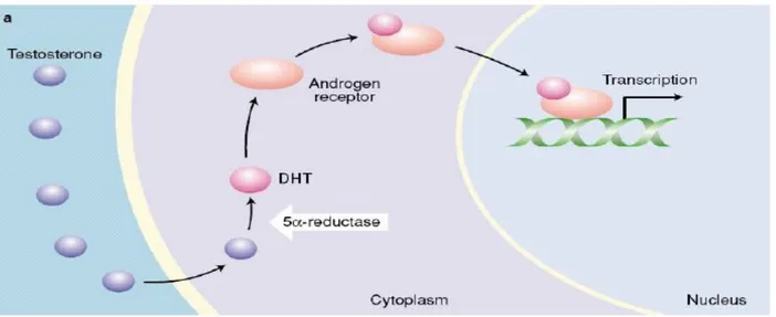 Şekil 2. Testosteronun DHT’a dönüşümü ve hücresel etkileri