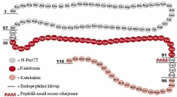 Şekil 5: Prokalsitonin molekülünün yapısı (47).