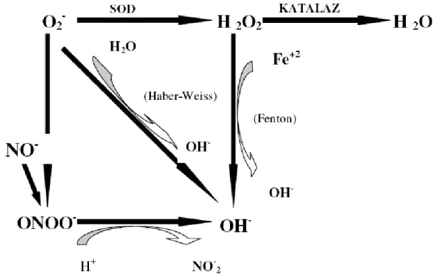 Şekil 5.  Reaktif oksijen türlerinin oluşumu.