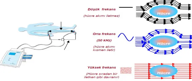 Şekil 3: Vücut dokuları ve biyoimpedans spektroskopi ölçüm prensibi