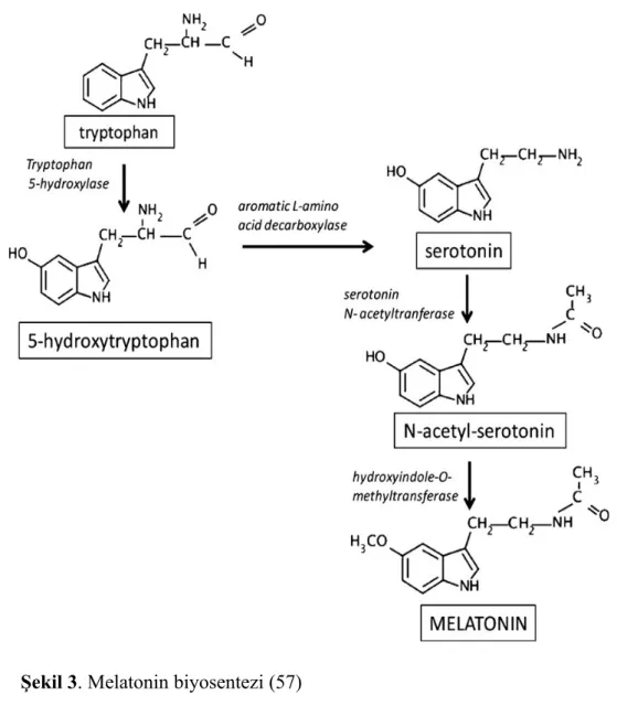 Şekil 3. Melatonin biyosentezi (57) 2.6.2.3. Melatonin reseptörleri