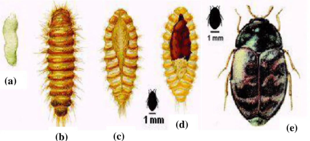 ġekil 3.1. Trogoderma granarium’un (a) yumurta, (b) larva, (c) prepupa, (d) pupa ve (e)  ergini 