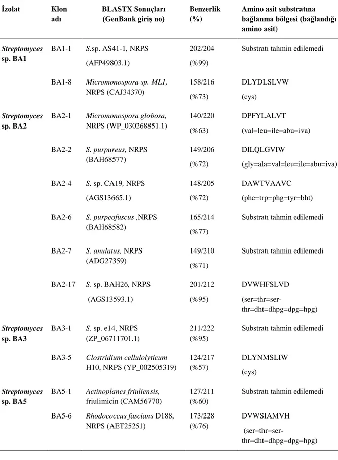 Çizelge 4.1. Dejenere primerler ile elde edilen NRPS A domainleri ve biyoinformatik incelemeleri (devamı)