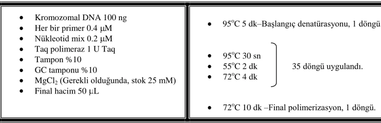 Çizelge 3.4. Fast Start Taq DNA polymerase Kit (Roche) kullanılarak yapılan PCR reaksiyonun koşulları   Kromozomal DNA 100 ng 