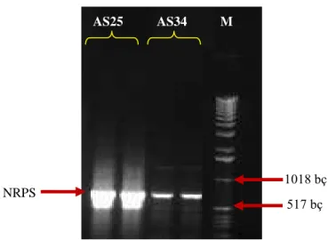 Şekil 4.5. İzolatlardan elde edilen A domain PCR ürünü (3,5 mM MgCl 2 , 57  o C - AS25, 59  o C – AS34 primer 
