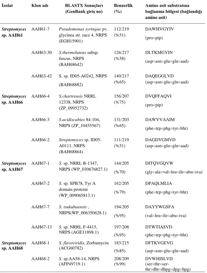 Çizelge 4.1. Dejenere primerler ile elde edilen NRPS A domainleri ve biyoinformatik incelemeleri (devamı)