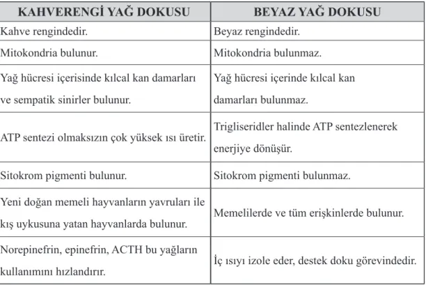 Tablo 1: Kahverengi ve Beyaz Yağ Dokusu Arasında Bulunan Farklılıklar KAHVERENGİ YAĞ DOKUSU BEYAZ YAĞ DOKUSU