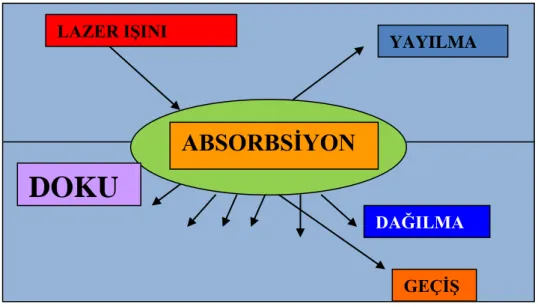 Şekil 1:Lazer ışınının dokuda izlediği yollar  ABSORBSİYON LAZER IŞINI  YAYILMA DAĞILMA GEÇİŞ DOKU 