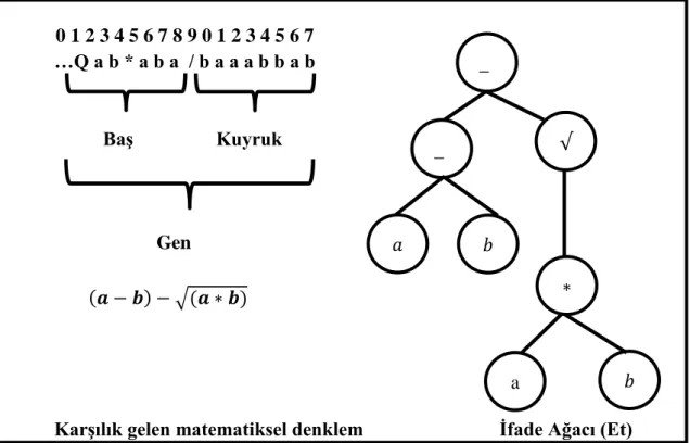 Şekil 3.4. Bir Genin Kromozomu, İfade Ağacı ve Matematiksel Denklemi.  