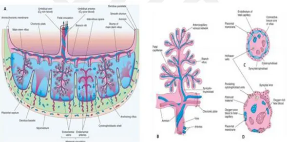 Şekil  3:  Plasenta  ve  koryonik  villi  şematik  gösterimi  (32).  A)  Full-term  bir  plasentanın  enine 