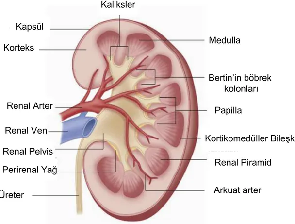 Şekil 1. Böbreğin anatomik yapısı [1] 