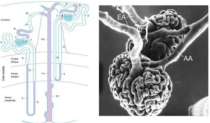 Şekil 2  Nefronun Yapısı [3] 