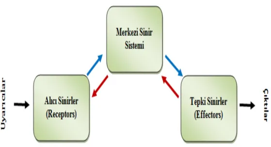 Şekil 3.15. Sinir sisteminin blok diyagramı 