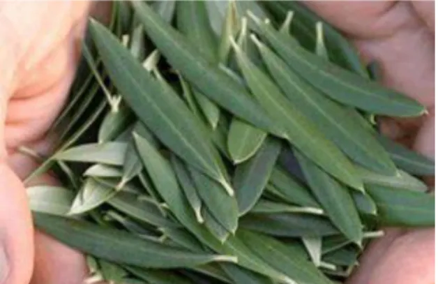 Şekil 1. Yeşil Zeytin yaprağının görüntüsü 