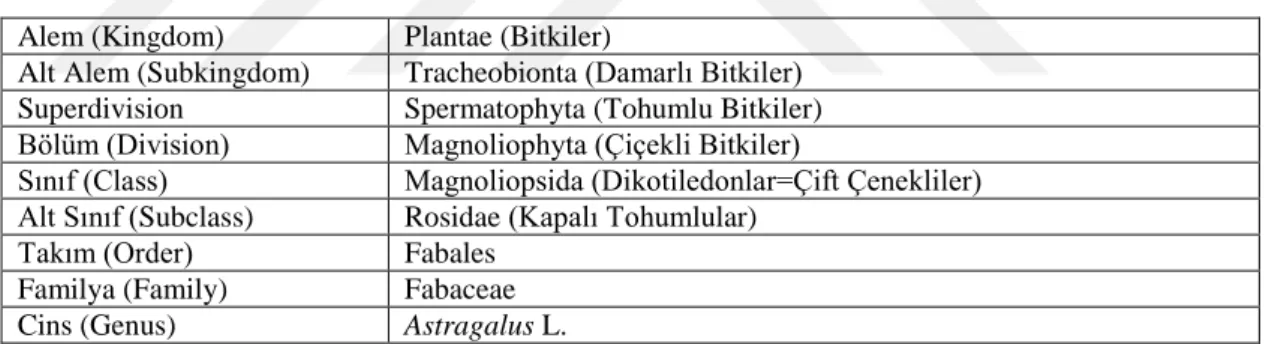 Çizelge 3.2. Araştırmada kullanılan Astragalus taksonlarının Latince ve Türkçe Adları 