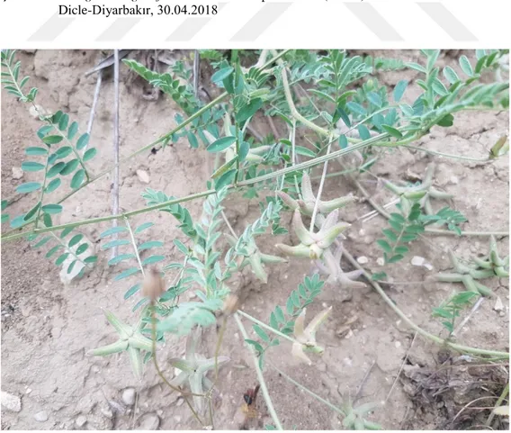 Şekil 3.6.. Astragalus asterias Stev. ex Ledeb. Dicle-Diyarbakır, 30.04.2018 