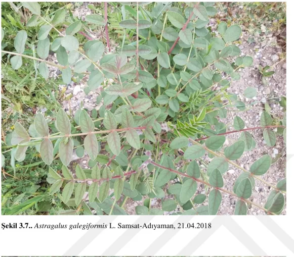 Şekil 3.7.. Astragalus galegiformis L. Samsat-Adıyaman, 21.04.2018 