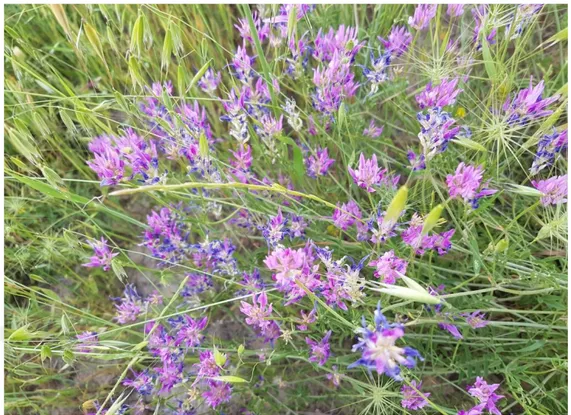 Şekil 3.9. Astragalus lycius Boiss (End.).  Merkez-Diyarbakır, 24.04.2018 