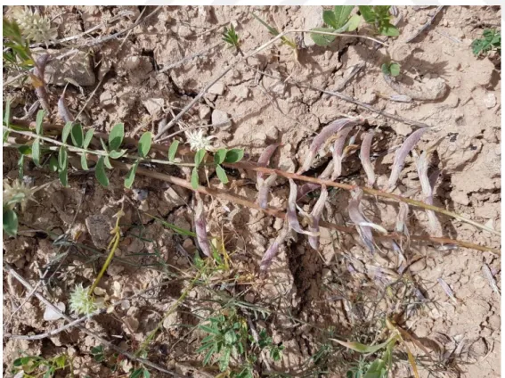 Şekil 3.12. Astragalus latifolius Lam. Samsat-Adıyaman, 21.04.2018 