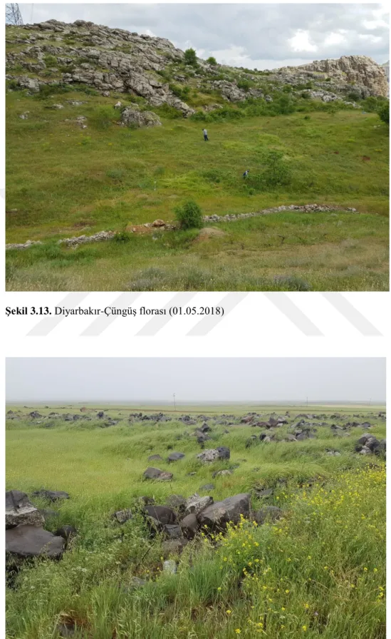 Şekil 3.13. Diyarbakır-Çüngüş florası (01.05.2018) 