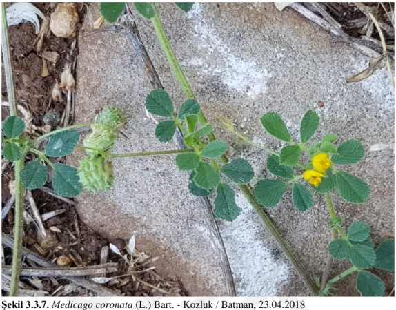 Şekil 3.3.7. Medicago coronata (L.) Bart. - Kozluk / Batman, 23.04.2018 