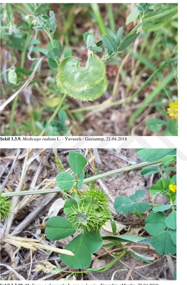 Şekil 3.3.10. Medicago polymorpha L. var. vulgaris - Nusaybin / Mardin, 28.04.2018 