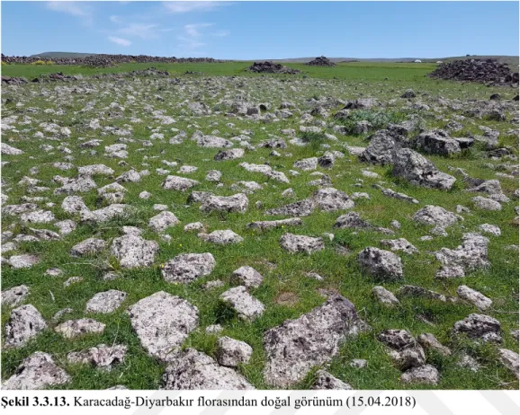 Şekil 3.3.13. Karacadağ-Diyarbakır florasından doğal görünüm (15.04.2018) 