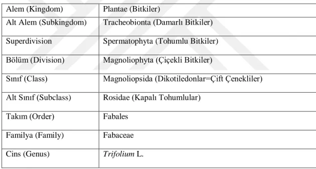 Çizelge 3.1. Trifolium cinsinin bilimsel sınıflandırılması (Anonim, 2019c) 