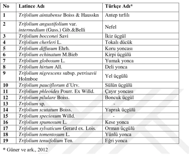 Çizelge 3.2. Araştırmada Kullanılan Trifolium Taksonlarının Latince ve Türkçe                      Adları  