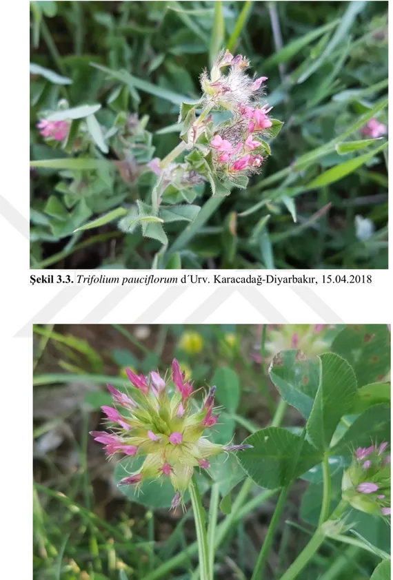 Şekil 3.4. Trifolium spumosum L. Araban-Gaziantep, 21.04.2018 