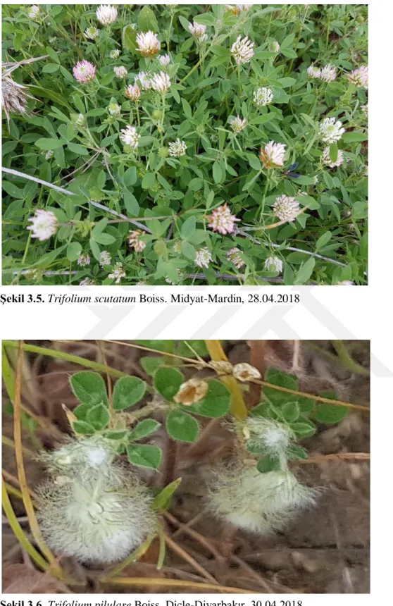Şekil 3.6. Trifolium pilulare Boiss, Dicle-Diyarbakır, 30.04.2018 