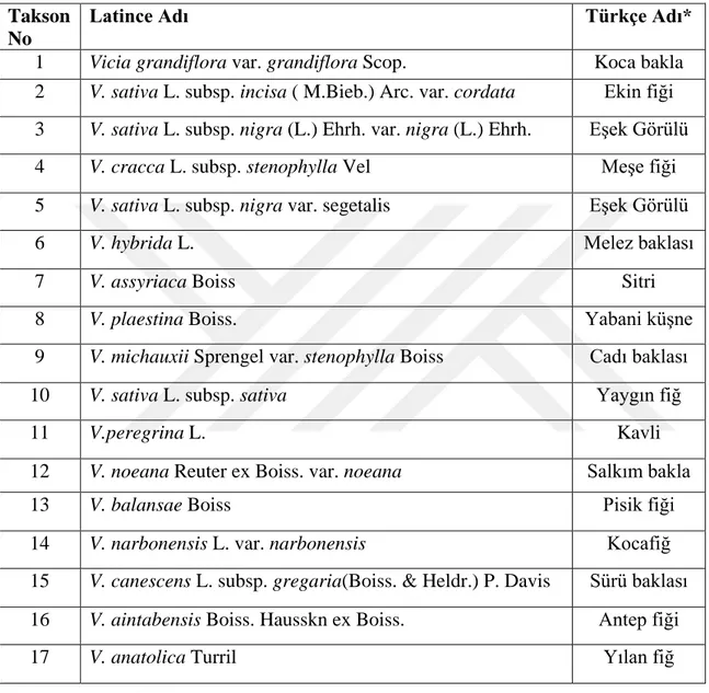 Çizelge  3.2’de  Üzerinde  çalışılan  taksonların No, Latince  ve  Türkçe  adları  verilmiştir