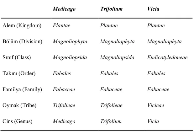 Çizelge  3.1.  Medicago,  Trifolium  ve  Vicia  Cinslerinin  Bilimsel  Sınıflandırılması   (Anonim, 2010)