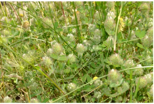 Şekil 3.3.6. Trifolium haussknechtii Boiss. 