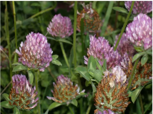 Şekil 3.3.8. Trifolium pratense L. 