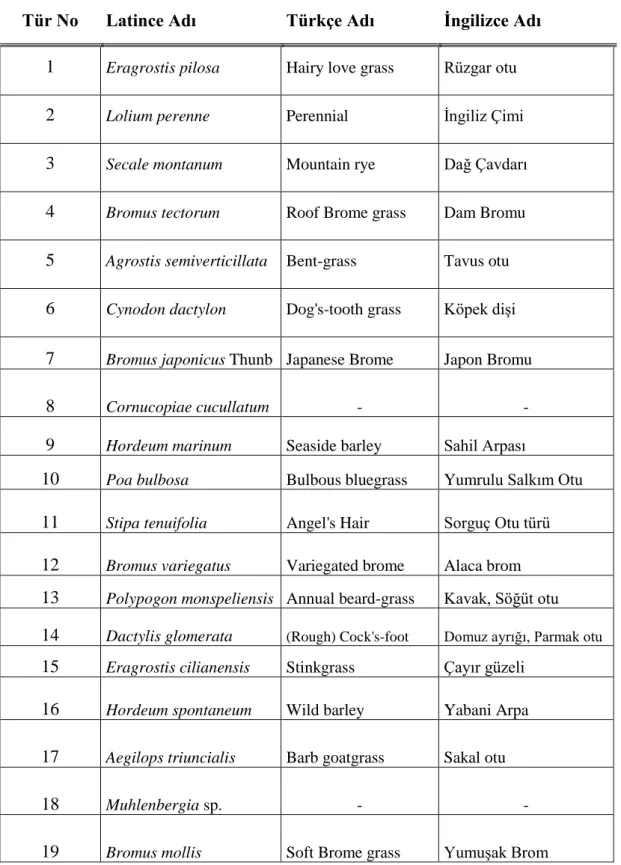 Çizelge 3.2.’de Üzerinde çalışılan türlerin Tür No, Latince, Türkçe ve İngilizce   