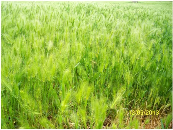 Şekil 3.3.6. Hordeum marinum 
