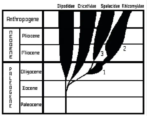 Şekil 2. Spalacidae’nin filogenisi (Topachevskii 12 ). 