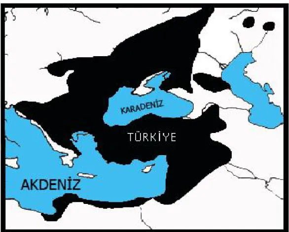 Şekil 3 . Spalacidae’nin   yayılışı ( Savic ve Nevo 13 ). 