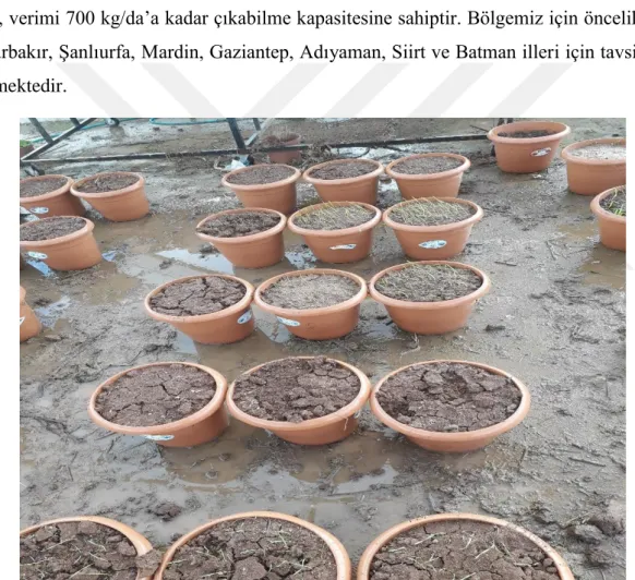 Şekil 3.1. Çalışmanın yürütüldüğü seradan görüntü 