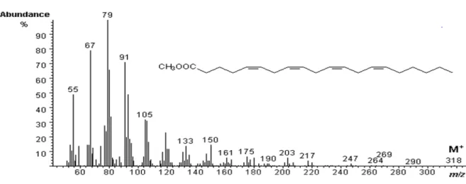 Şekil 8. Disteleon curdicus bireylerinin fosfolipit fraksiyonundaki eikosatetraenoik asit  metil esterinin (C20:4n-6) kütle spektrumu