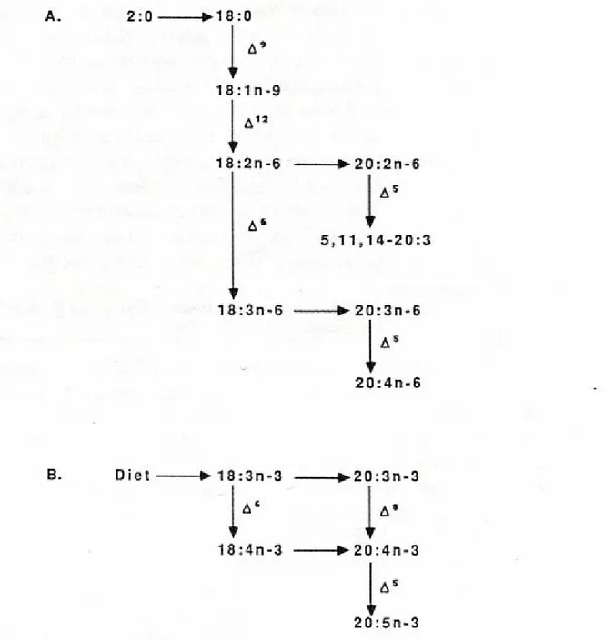 Şekil 3.A. Periplaneta americana ve Teleogryllus commodus’ta asetattan aşırı  doymamış yağ asitlerinin sentez yolu (JURENKA ve ark., 1988)
